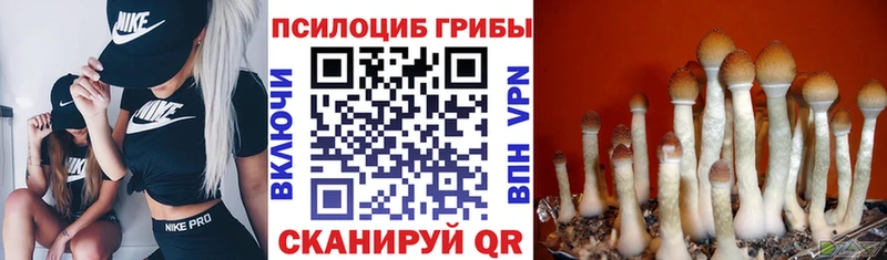 продажа наркотиков  Черноголовка  Псилоцибиновые грибы Cubensis 